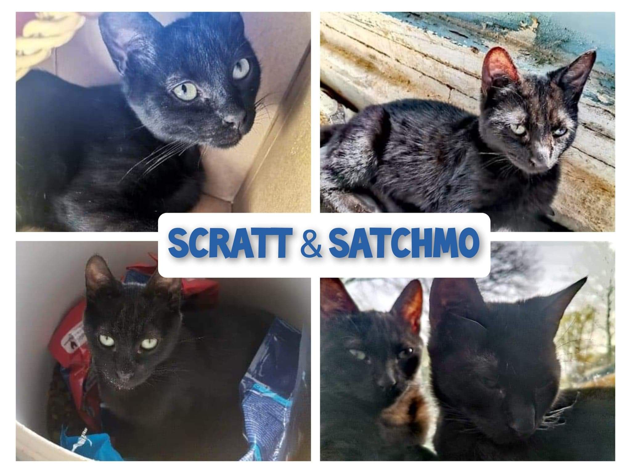 Scratt & Satchmo
