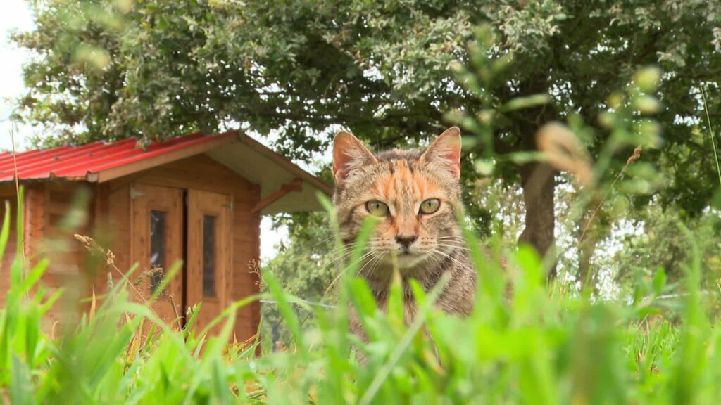 Indépendant, situé à la campagne, le refuge pour animaux Anim'Toit a besoin de soutien