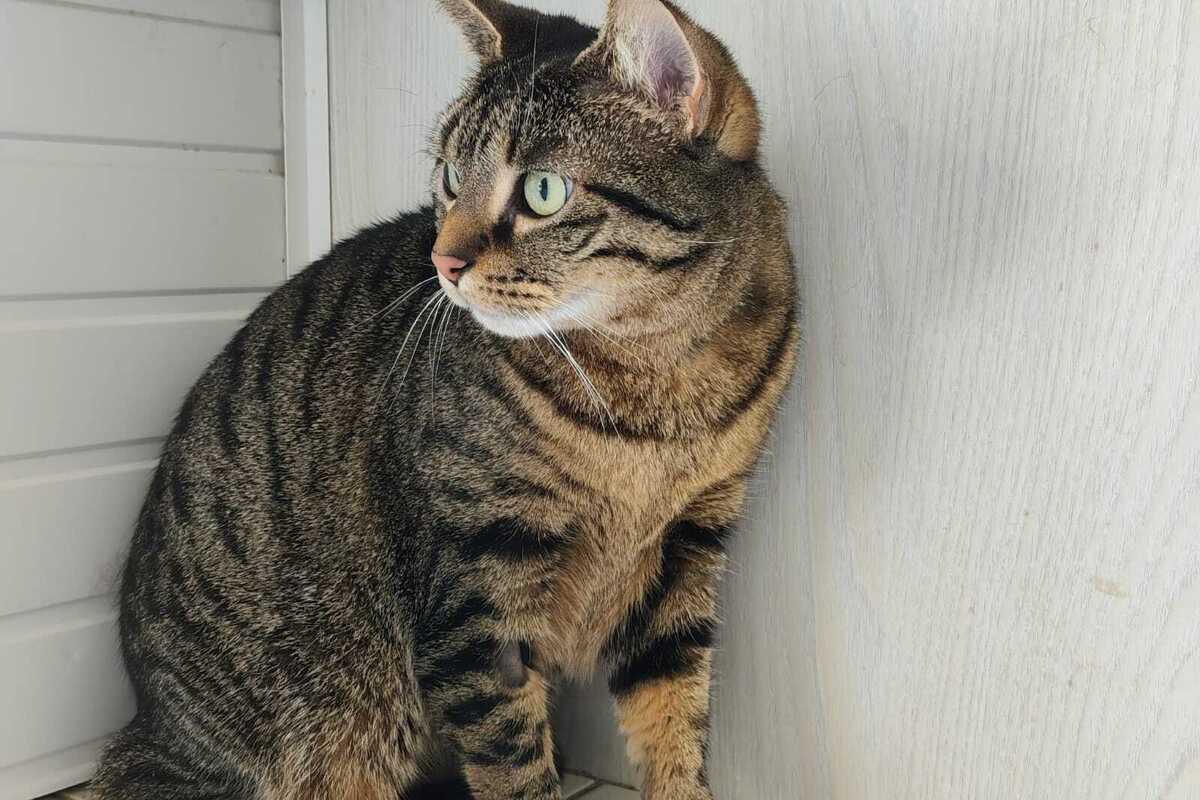 Pixel & Cookie