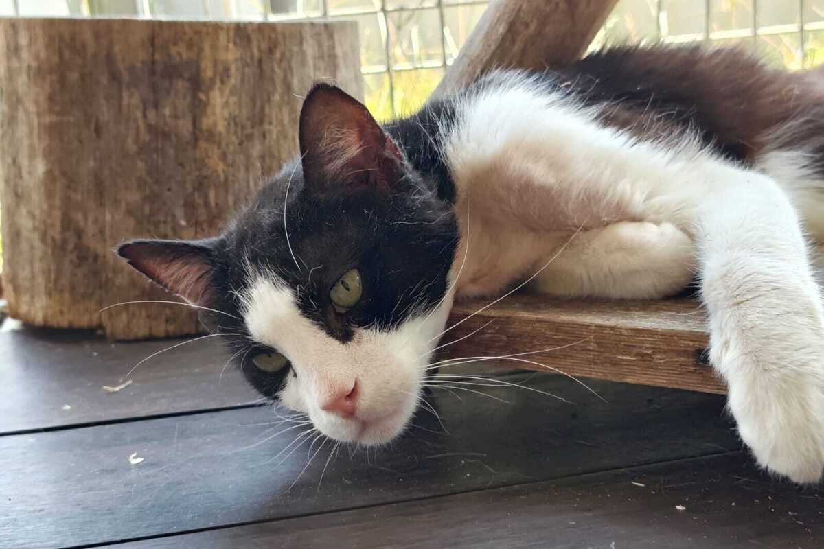 Oreo