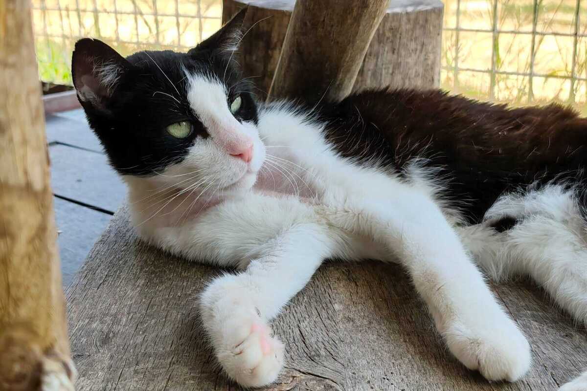 Oreo