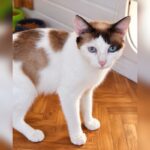 Belle Gosse