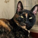 Minette