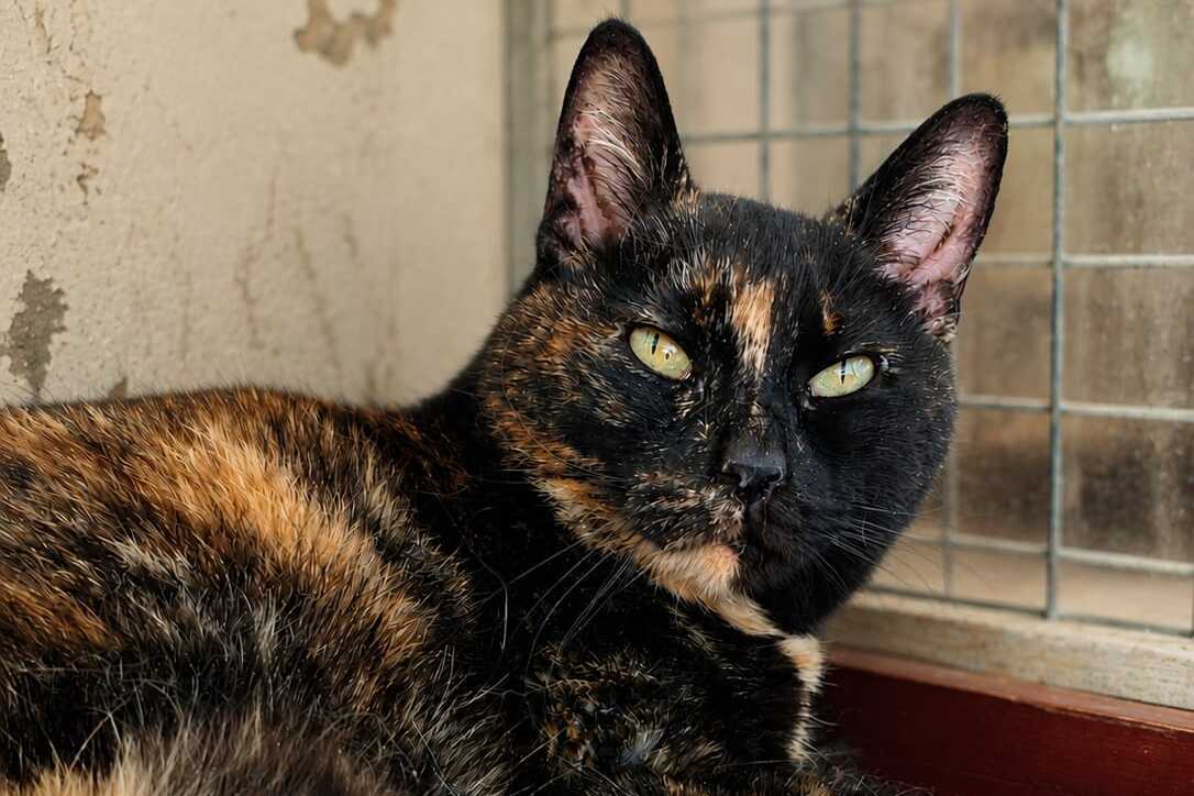 Minette