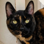 Minette